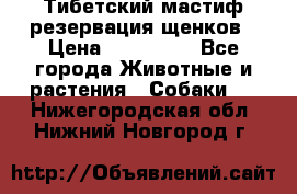 Тибетский мастиф резервация щенков › Цена ­ 100 000 - Все города Животные и растения » Собаки   . Нижегородская обл.,Нижний Новгород г.